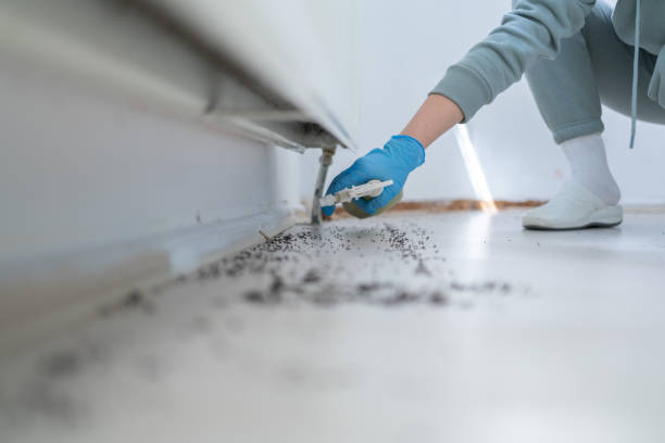 Bird Control in Laurel, DE